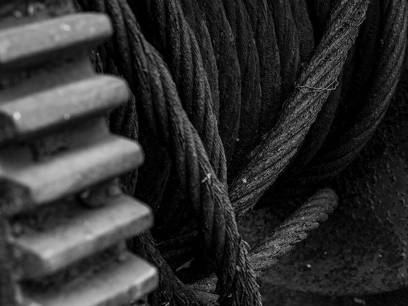 Close-up van een lier in zwart-wit von Edwin Muller
