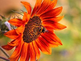 Sunflower by Rob Boon