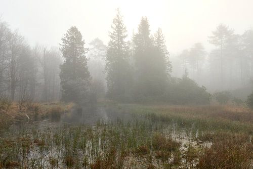 Brouillard dans les forêts du Veluwe près de Nunspeet