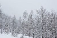Les arbres enneigés
