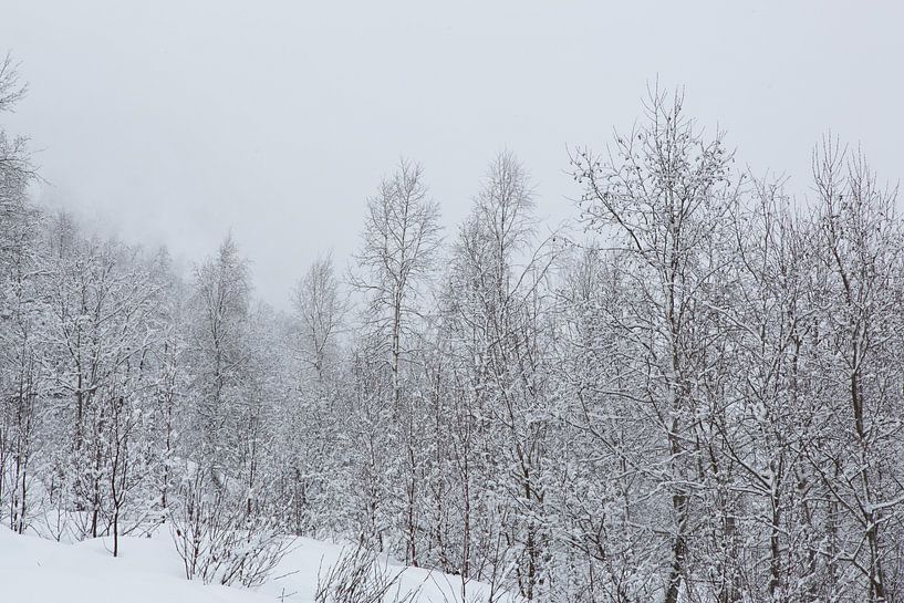 Snowy trees by Coen Feron