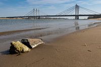 Ewijk 24-03-2012. Die Tacitusbrücke ist eine neue Schrägseilbrücke, die neben der alten Brücke in Ew