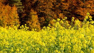  Raps vor herbstlichen Wald von Holger Debek