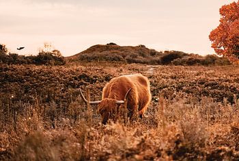 Le Highlander écossais à l'automne