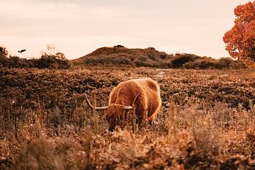 Schotse hooglander bij herfst - Heide - Bos - Natuur - Koe - Friesland - Drenthe - Schotland - Hoorn van Designer