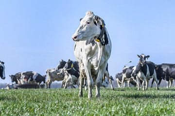 Koeien in het weiland van Vera van Praag Sigaar