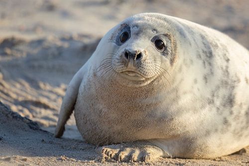 cute baby seal