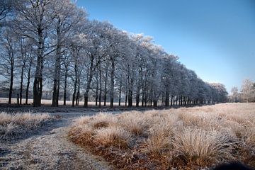 Winterlandschap op de Veluwe von Cilia Brandts