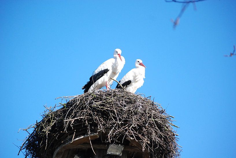 Ooievaars op nest van Suzanne Brok
