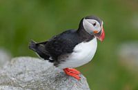 Pappagaaiduiker geniet van fotoshoot / Puffin Likes Photoshoot