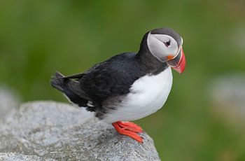 Pappagaaiduiker geniet van fotoshoot / Puffin Likes Photoshoot
