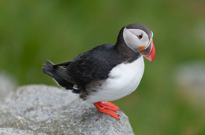 Pappagaaiduiker geniet van fotoshoot / Puffin Likes Photoshoot by Mark Veen