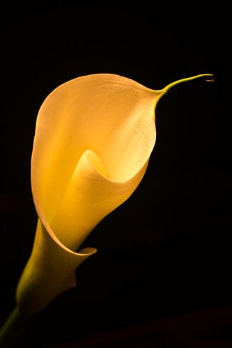 Simply beautiful by Kaatje Fotografie