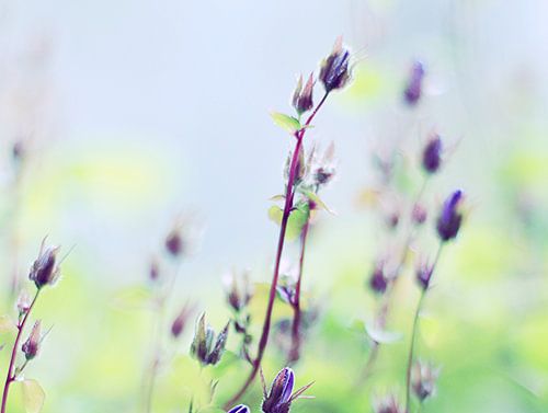 Jardin (XIV)