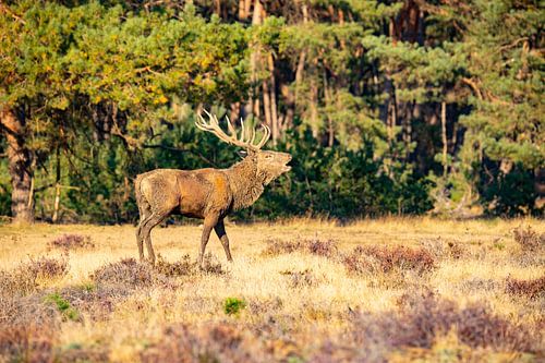 Edelherten op de Hoge Veluwe, bronsttijd