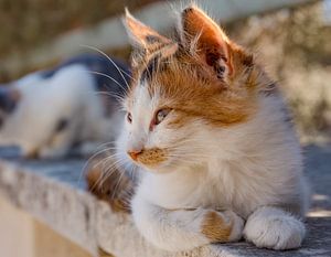 Katze, kätzchen von Rene van der Meer