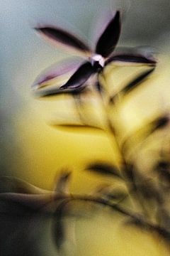 vreemde bloem in paars van Norbert Stein