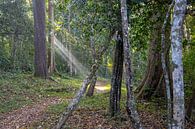 Wandelen door de bossen van Periyar National Park van Martijn thumbnail