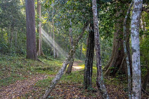 Walking through the forests of Periyar National Park