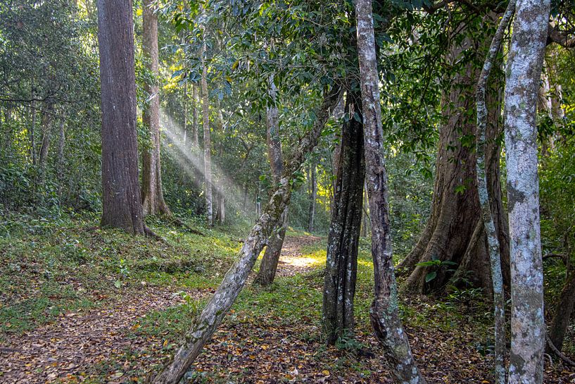 Wandelen door de bossen van Periyar National Park van Martijn