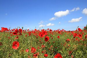 Champ de coquelicots