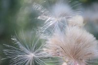 Flowers | A Cloud of Thistledown