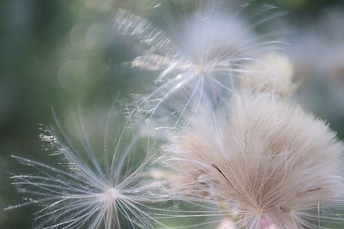 Bloemen | Zacht Distelpluis