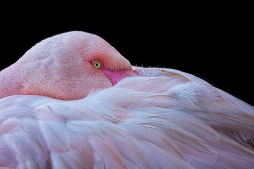 Flamengo (Phoenicopterus roseus)