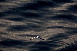 ACROBATS 2 by Miroslav Ptacek