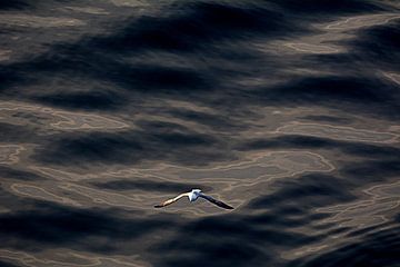 ACROBATS 2 by Miroslav Ptacek