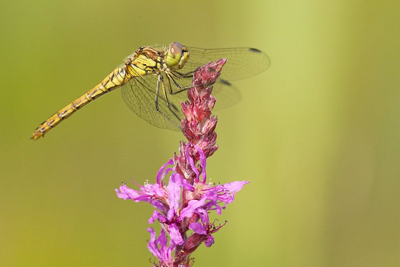 Steenrode Heidelibel op kattenstaart bloem van Jeroen Stel