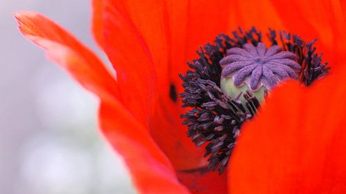 Red! by Mariska de Groot
