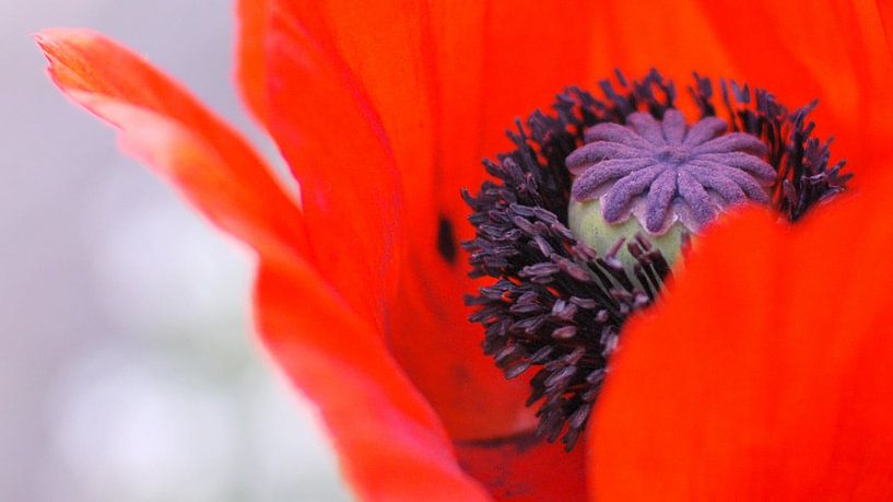 Red! van Mariska de Groot