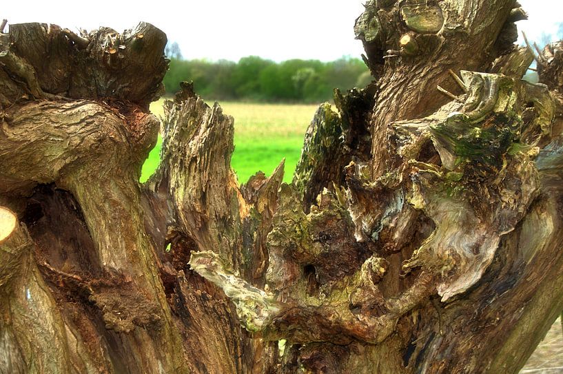 Tronc de saule têtard par Edgar Schermaul