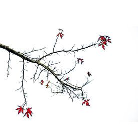 Herfstbladeren aan de boom van Rob Jansen