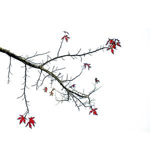 Herfstbladeren aan de boom von Rob Jansen