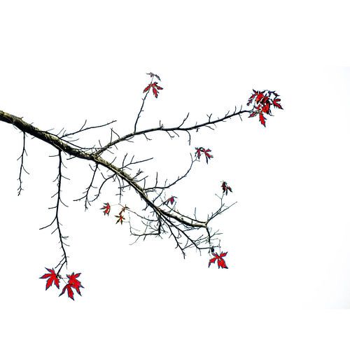 Herfstbladeren aan de boom by Rob Jansen