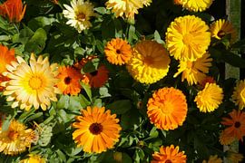 Vielfarbige Ringelblumenblüten. Ringelblume (Calendula officinalis). von Alie Messink