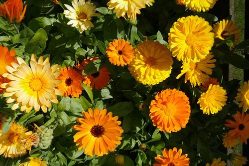 Meerdere kleuren bloemen van de goudsbloem. Calendula officinalis.