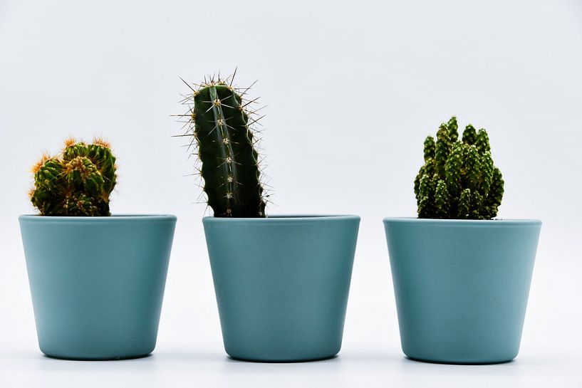Three different types of cacti in pastel coloured pots by David Esser
