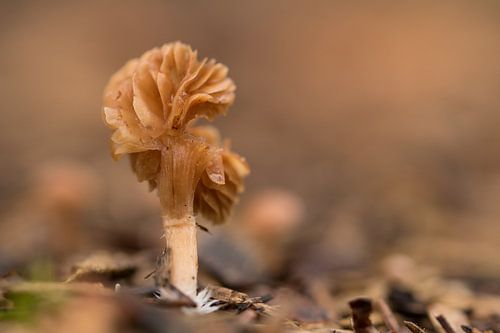 Schoonheid komt met de dagen