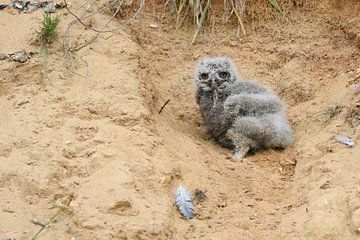 Eurasian Eagle Owl ( Bubo bubo ), very young chick, fallen out of its nesting burrow in a sand pit,  van wunderbare Erde