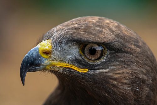 Portret woestijnbuizerd.