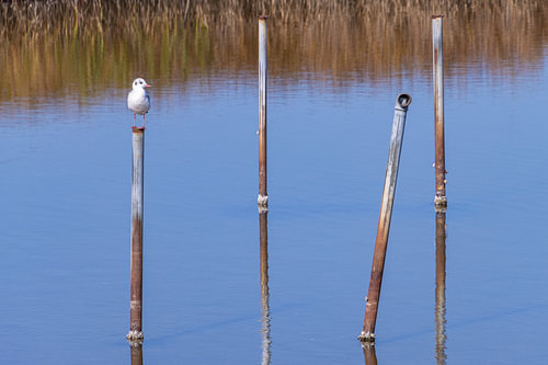 Möwe auf Stelzen