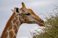 Large African Giraffe in Namibia, Africa by Patrick Groß thumbnail