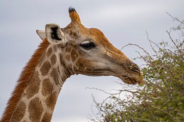 Große afrikanische Giraffe in Namibia, Afrika von Patrick Groß