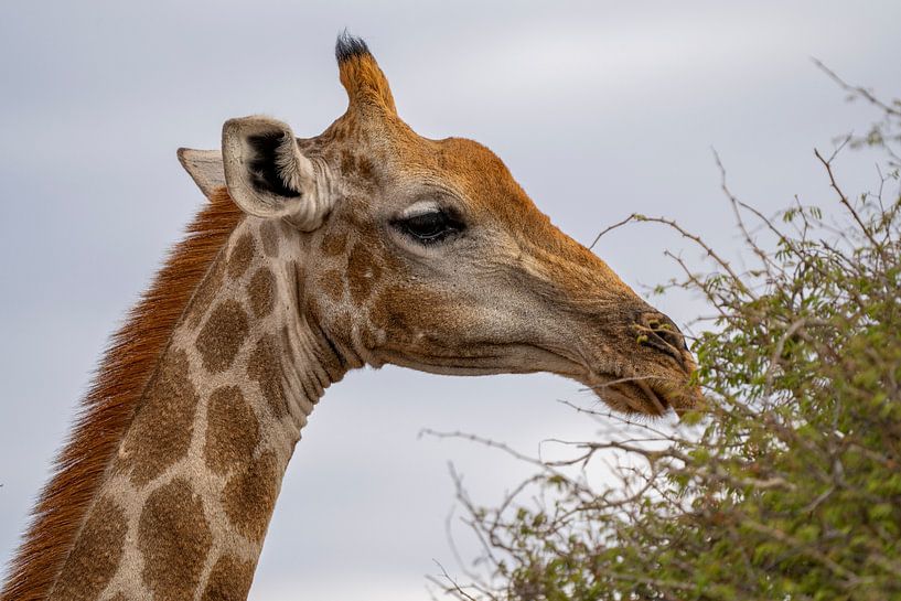 Large African Giraffe in Namibia, Africa by Patrick Groß