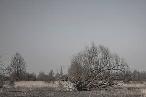 lauwersmeergebied friesland van anne droogsma