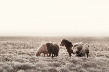IJslandse wilde paarden crème
