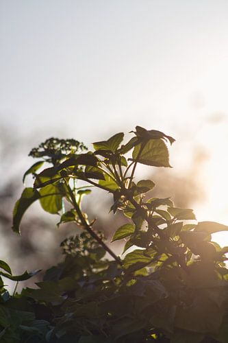 Plant in de zonsondergang